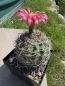 Preview: Gymnocalycium carminathum